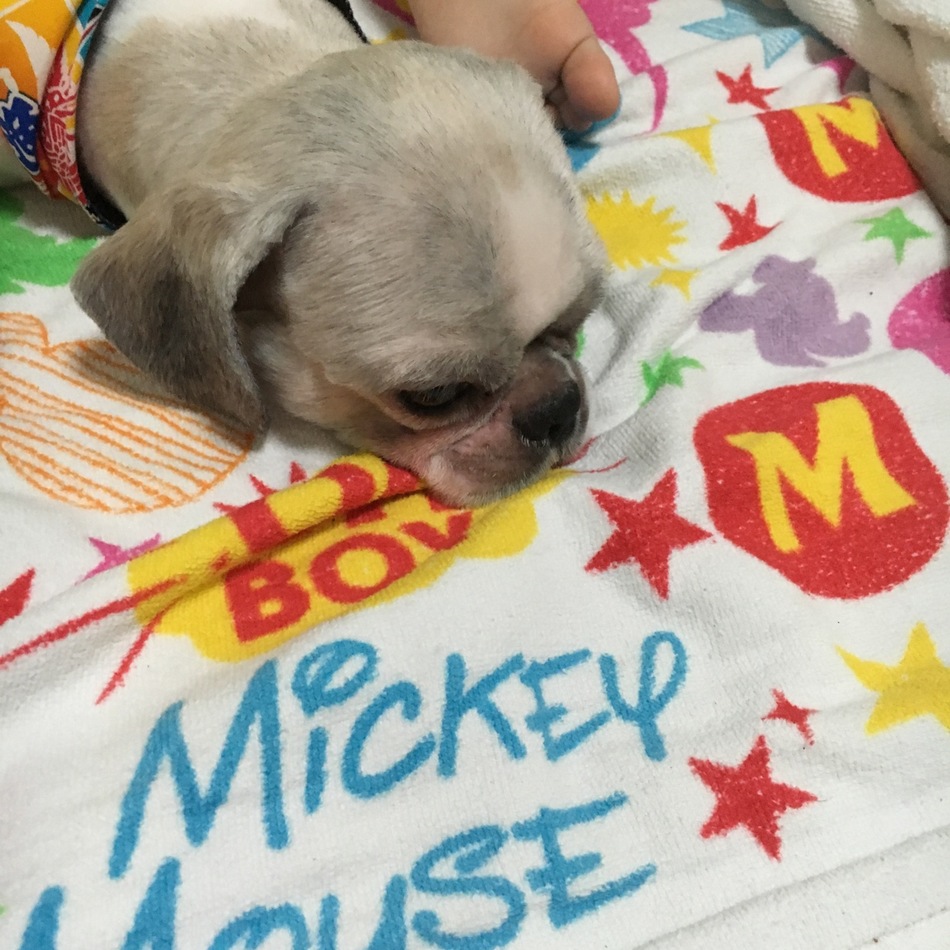 レオのカバー写真