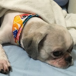 「トリミングに行きました。」サムネイル1