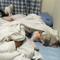 「シルクちゃんの逆鱗」サムネイル1