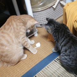 スクスク成長中w