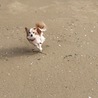 ぺろったろう