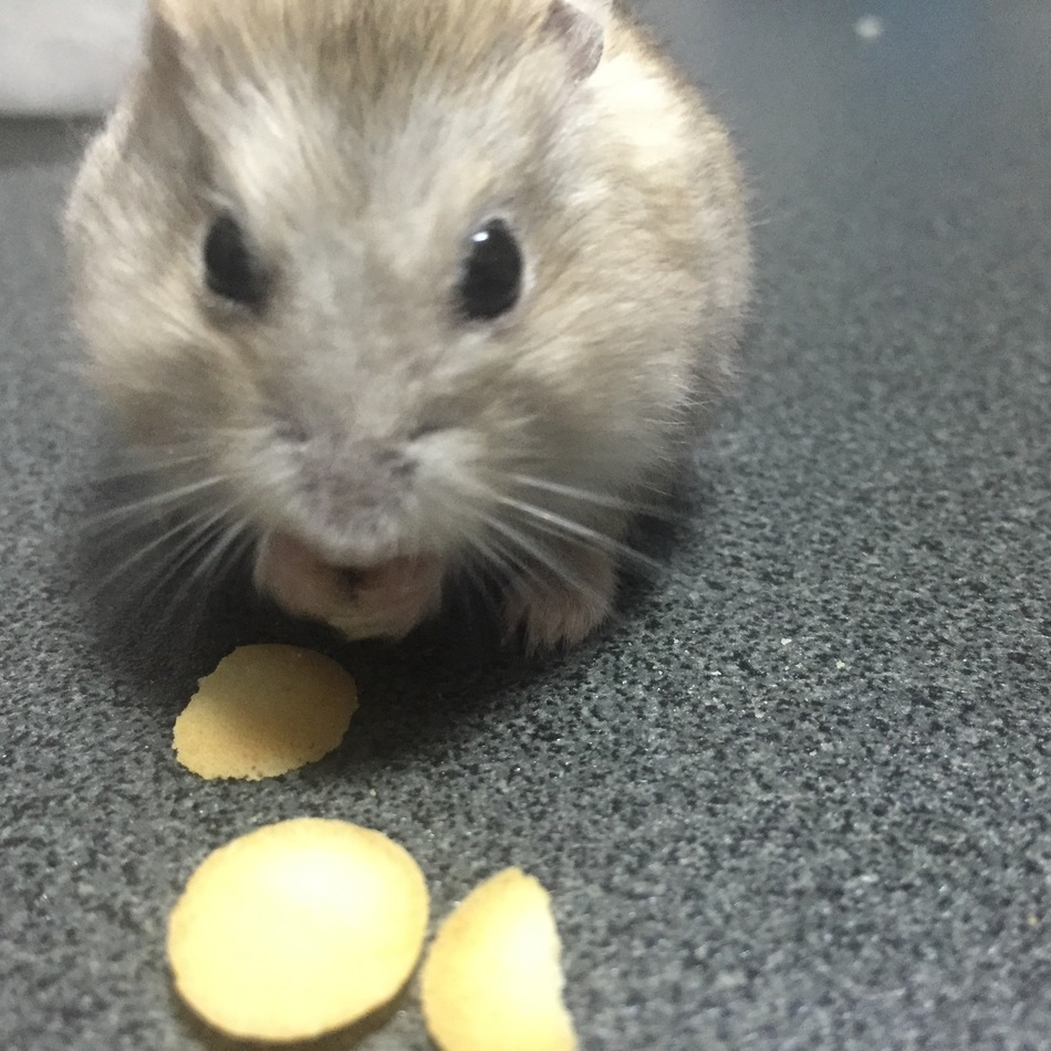 イエロージャンガリアン ハムスター ペットのおうち 月間利用者150万人