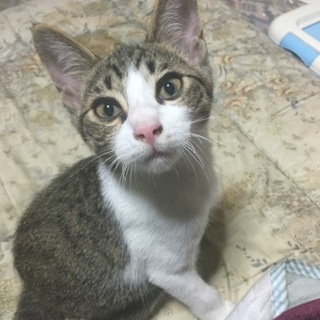 可愛い盛り！育ててくれる方に…