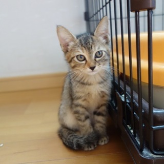 可愛いキジトラの女の子　二ヶ月