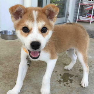 可愛いワタルくん♪熱田区Ｏ様にて幸せ