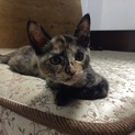 人好き小がらで可愛いサビちゃん