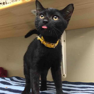 可愛い黒猫ジジくん♪