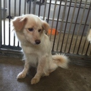 …家族にむかえていただけませんか…419女の子