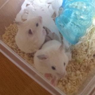 ゴールデンハムスター(キンクマ)