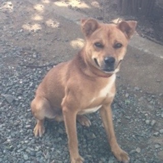 …家族にむかえていただけませんか…273