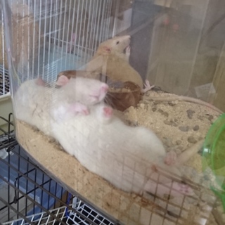 再度ラット里親様募集