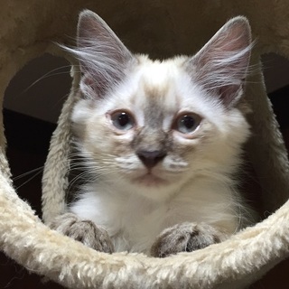 生後３ヶ月の長毛シャムmixの女の子!