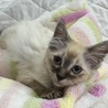 生後３ヶ月の長毛シャムmixの女の子! サムネイル3