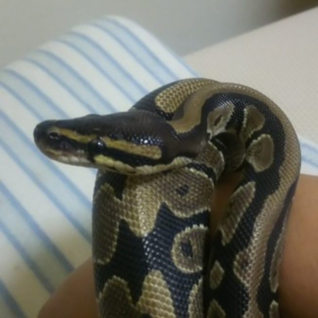 くにママのカバー写真