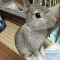 ミニウサギ♂
