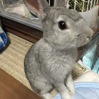 ミニウサギ♂