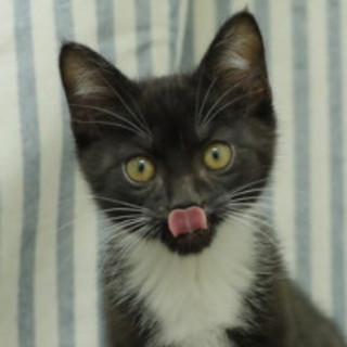 パンツをはいたにゃんこ