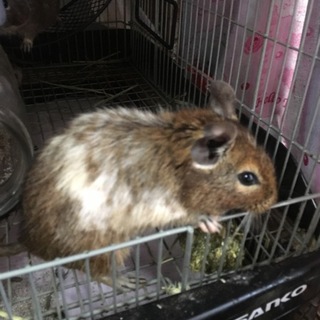 大至急 デグーペア里親様募集