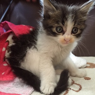 生後1ヶ月 雄 人懐っこさ抜群！里親募集！