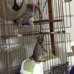 ゲージで。