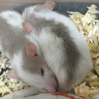 ファンシーラット