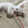 ねこのみず