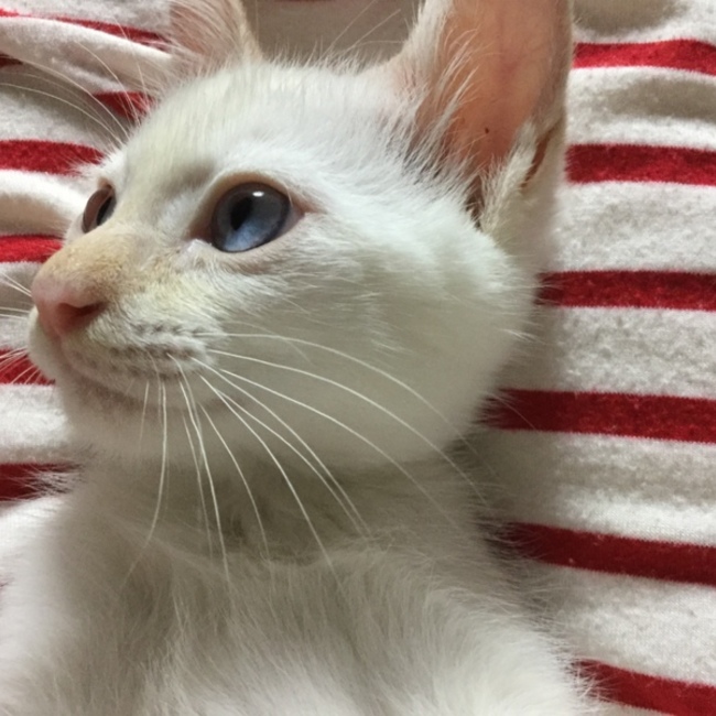 ねこのみずのカバー写真