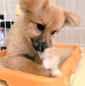 ポメラニアン元気一杯男の子！