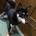 黒柴1歳