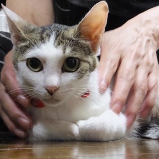 チビ　　おとなしい女の子です