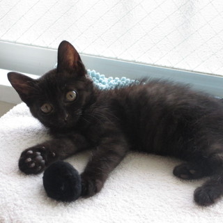 生後2ヶ月　元気いっぱいの黒猫君です！！