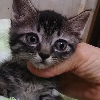 猫会＊健康チェック済＊2.5か月可愛い女の子