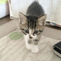 飼ってくれる方が見つかりました！