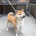 可愛い柴犬の里親募集