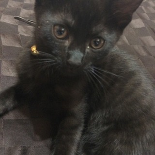 黒猫ちゃん  里親さん募集中