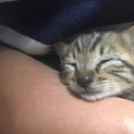 【再募集】7月に募集させていただいた仔猫です