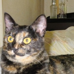 「お留守番も上手に」サムネイル1