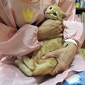里親募集
