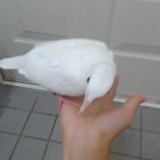 手品用のギンバトの里親(全国対応・翌日着の県のみ)