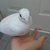 手品用のギンバトの里親(全国対応・翌日着の県のみ) サムネイル2