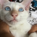 青い目の白い子猫ψ(｀∇´)ψヤンチャ君