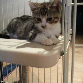 ヤンチャ美人キジトラちゃん