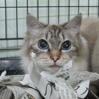 飼主亡くなり次の収容予定もあり、押し出し危機！！