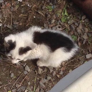 生後2ヶ月 可愛い子猫ちゃん