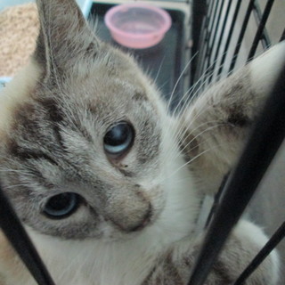 飼主亡くなり次の収容予定もあり緊急募集！！