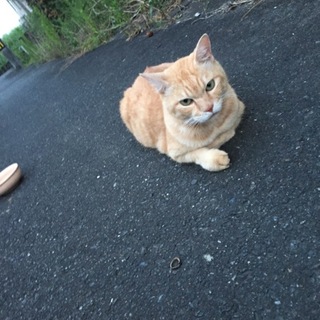 お願いします！