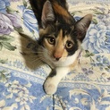 ミケ猫ちゃん♀三ヶ月