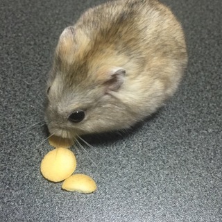 イエロージャンガリアン