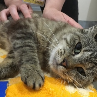 飼主亡くなり次の収容予定あり！緊急募集！！