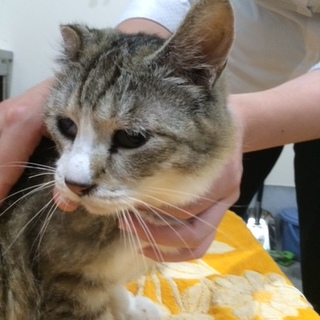 飼主亡くなり次の収容予定あり！緊急募集！！